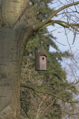 Starling evi