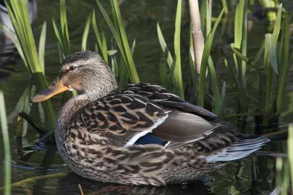 Duck, lake, cane — Stock Photo, Image