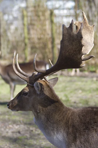 Deer, park — Stock Photo, Image
