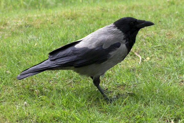 Crow ,grass — Stock Photo, Image
