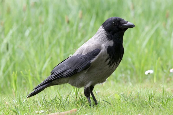 Crow ,grass — Stock Photo, Image
