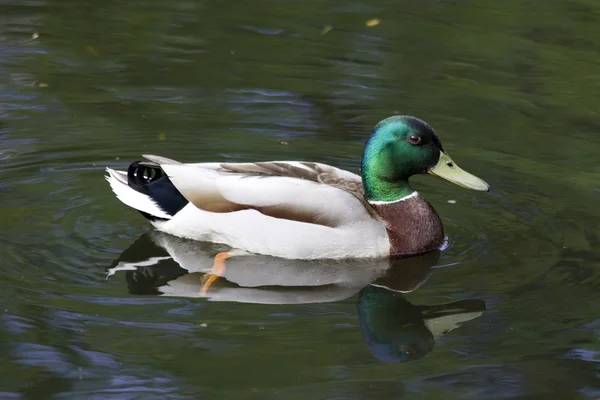 Duck, lake — Stock Photo, Image
