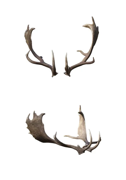 Horns, deer, — Stock Photo, Image