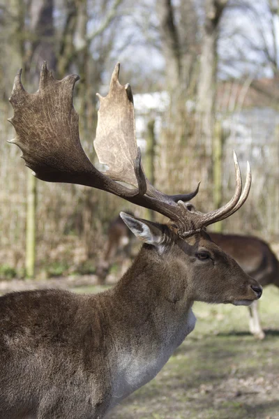 Deer, park — Stock Photo, Image