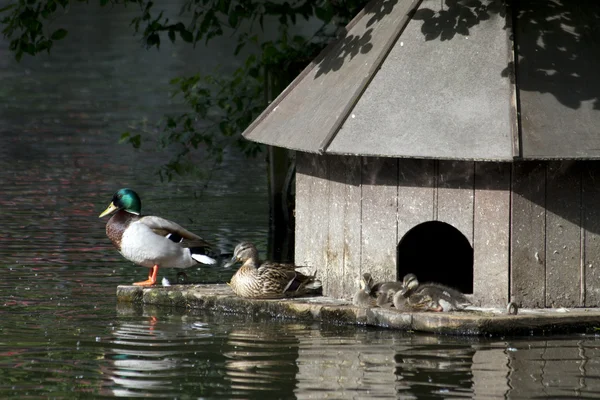 Pato, lago, familia — Foto de Stock