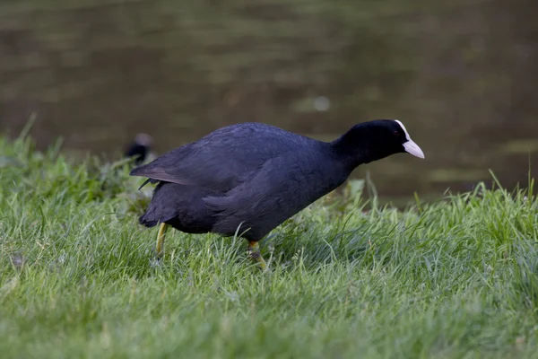 Duck , black — Stock Photo, Image