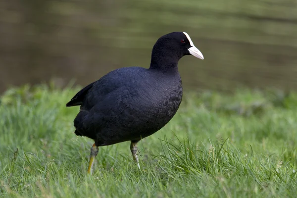 Duck , black — Stock Photo, Image