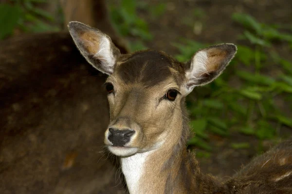 Deer in park — Stock Photo, Image
