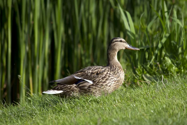 Duck, lake, cane — Stock Photo, Image