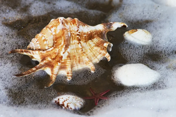 ザルガイの殻、海 — ストック写真