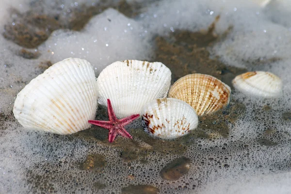 ザルガイの殻、海 — ストック写真