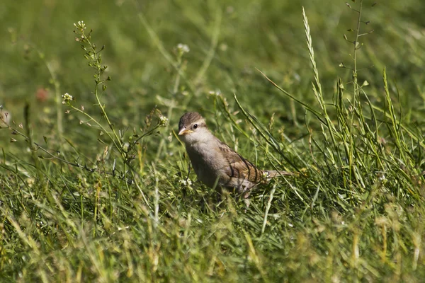 stock image Sparrow on a green grass