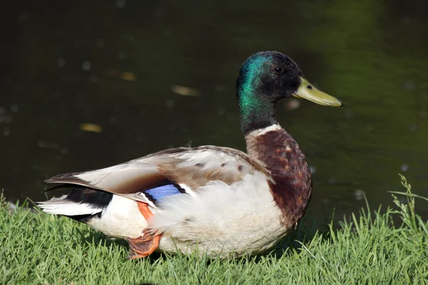 Duck, lake — Stock Photo, Image
