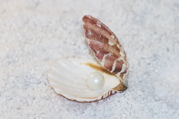 Cockleshell, sea, pearl — стоковое фото