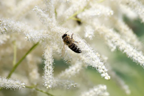 stock image Bee, insect