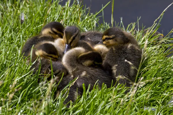 Duck ,ducklings — Stock Photo, Image