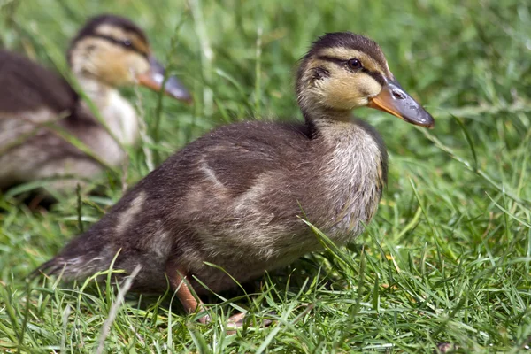 Duck ,ducklings — Stock Photo, Image