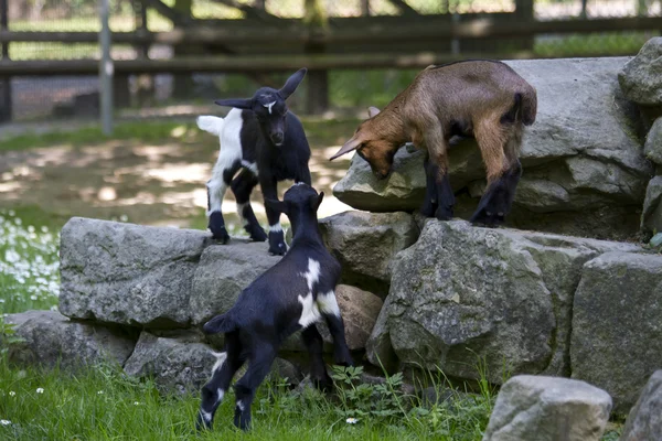 Goat , kids — Stock Photo, Image