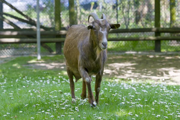 Koza, trawa — Zdjęcie stockowe