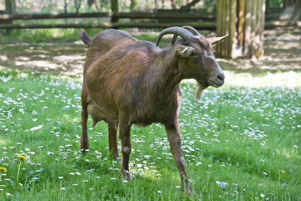 Goat , grass — Stock Photo, Image