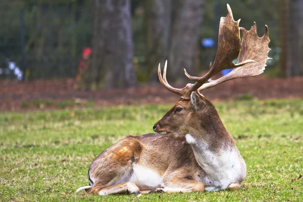 Deer in park — Stock Photo, Image