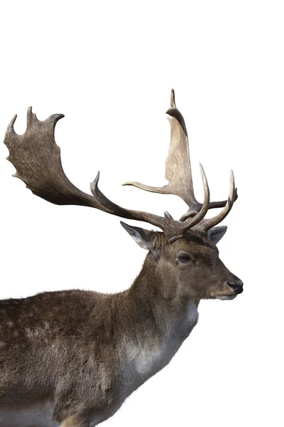 鹿，白色背景 — 图库照片