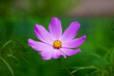 Flower, pink ,Cósmos