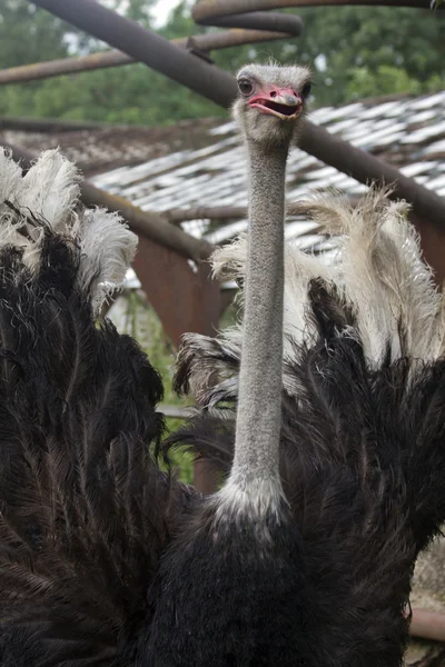 Avestruz, straus, pájaro — Foto de Stock
