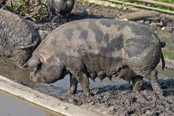 Pig, farm , dirt, — Stock Photo, Image