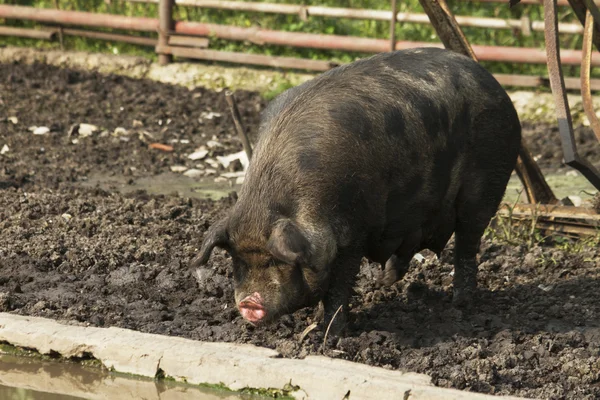 Свинья, ферма, грязь — стоковое фото