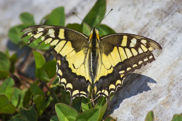 Stock image Butterfly