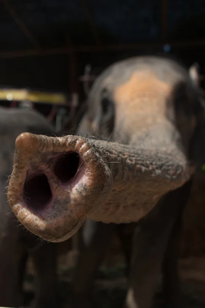 象のトランクのクローズ アップ フロント ビュー — ストック写真