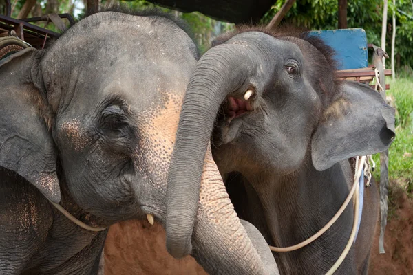 Couple of hugging elephants