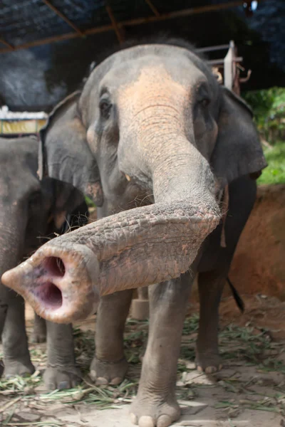 Elefantenvorderseite — Stockfoto