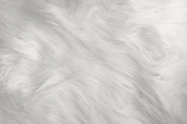 The snow-white fur clipart