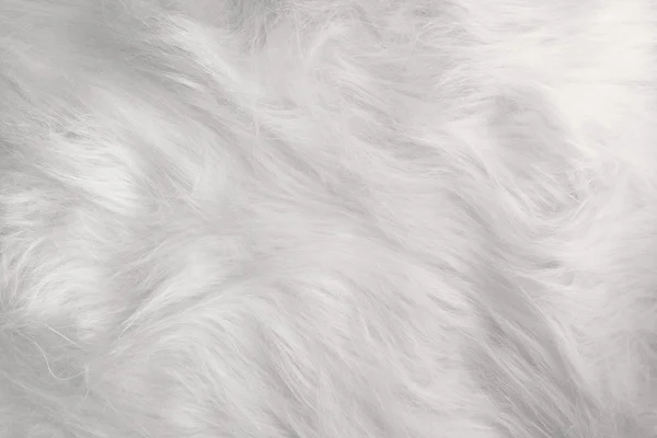 stock image The snow-white fur