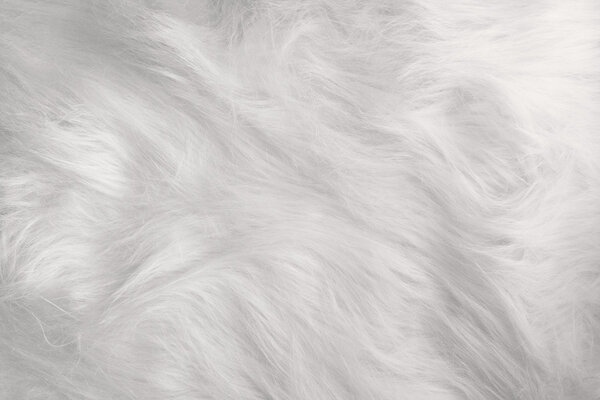 The snow-white fur