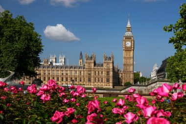 Big Ben with full park of roses in London, UK clipart