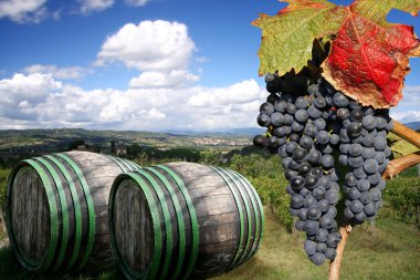 Vineyard chianti, Toskana, İtalya, ünlü peyzaj