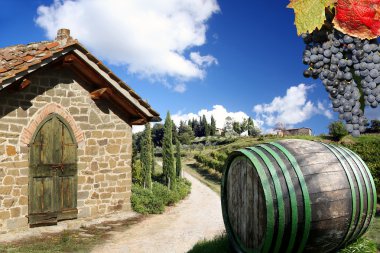 Vineyard chianti, Toskana, İtalya, ünlü peyzaj