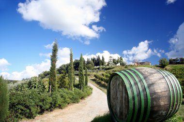 Vineyard chianti, Toskana, İtalya, ünlü peyzaj