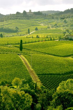 Chianti, Toscany, İtalya 'daki üzüm bağı, ünlü manzara.