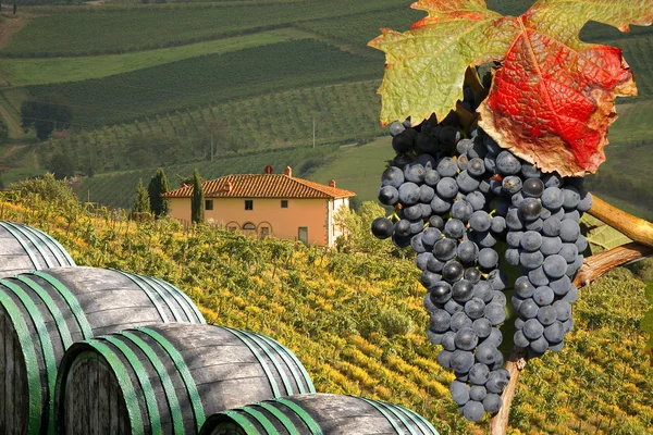 Vignoble dans le Chianti, Toscane, Italie, paysage célèbre — Photo