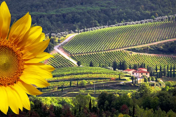 Виноградник в Кьянти, Тоскана, Италия, знаменитый пейзаж — стоковое фото