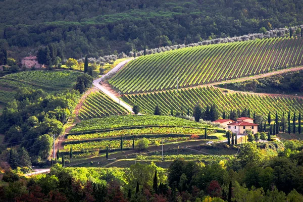 Viñedo en Chianti, Toscana, Italia, famoso paisaje — Foto de Stock