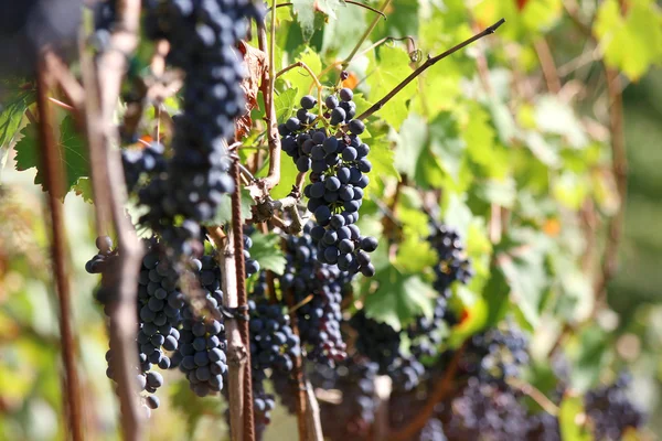 stock image Harvest of blue grapes