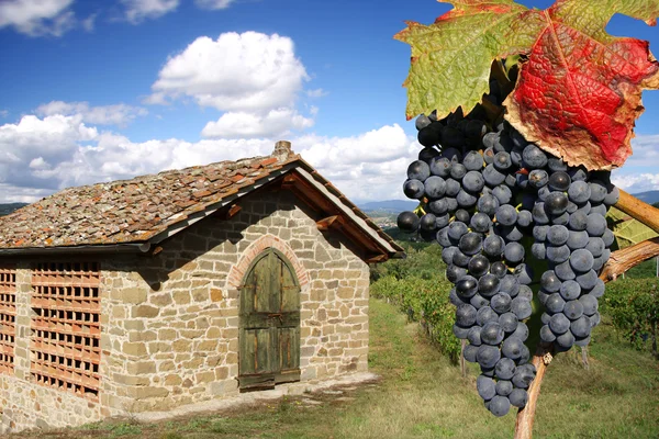 Vineyard chianti, Toskana, İtalya, ünlü peyzaj — Stok fotoğraf