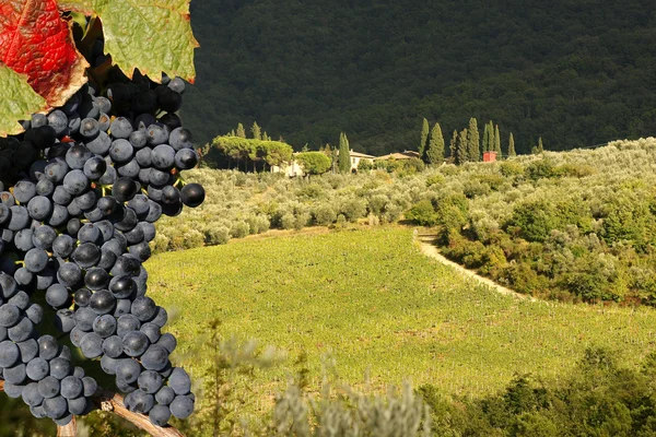 Vingård i chianti, Toscana, Italien, berömda landsk — Stockfoto