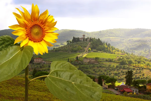 Kebun anggur di Chianti, Tuscany, Italia, lanskap terkenal — Stok Foto