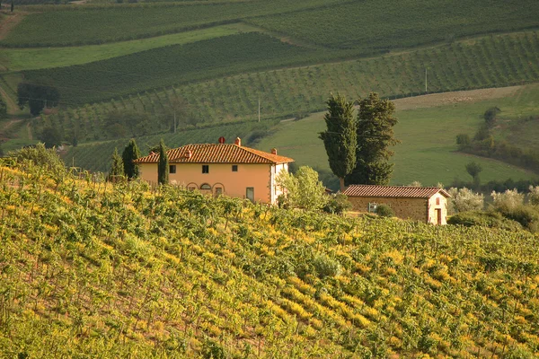Vingård i chianti, Toscana, Italien, berömda landsk — Stock fotografie